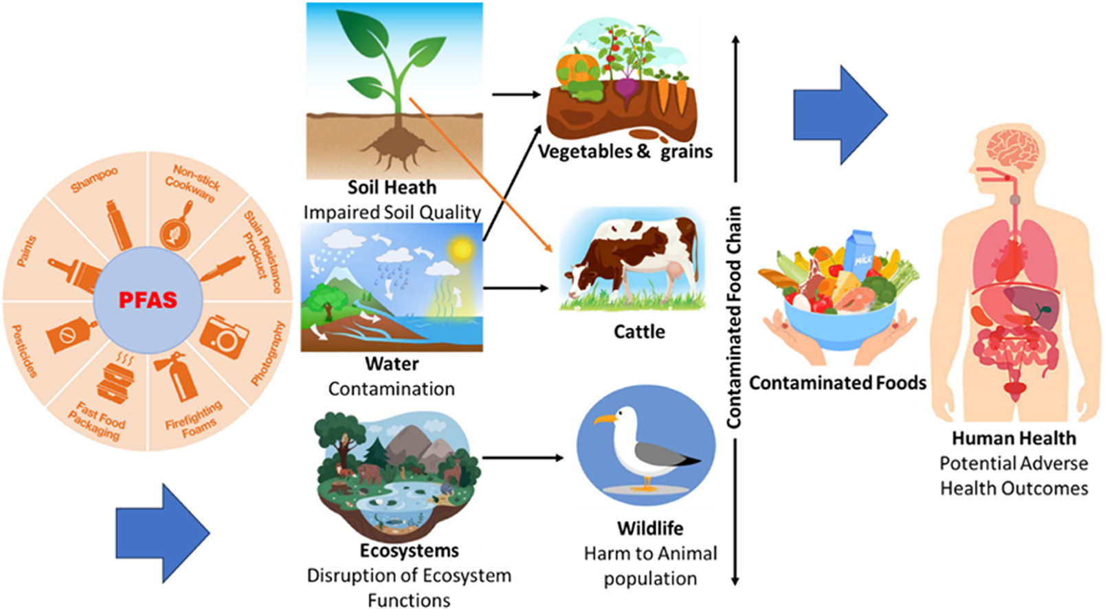 Graphical abstract showing PFAS contamination sources in agriculture including AFFFs used in firefighting, pesticides, biosolids, surface run-off, groundwater, and resulting PFAS-contaminated foods and drinks.