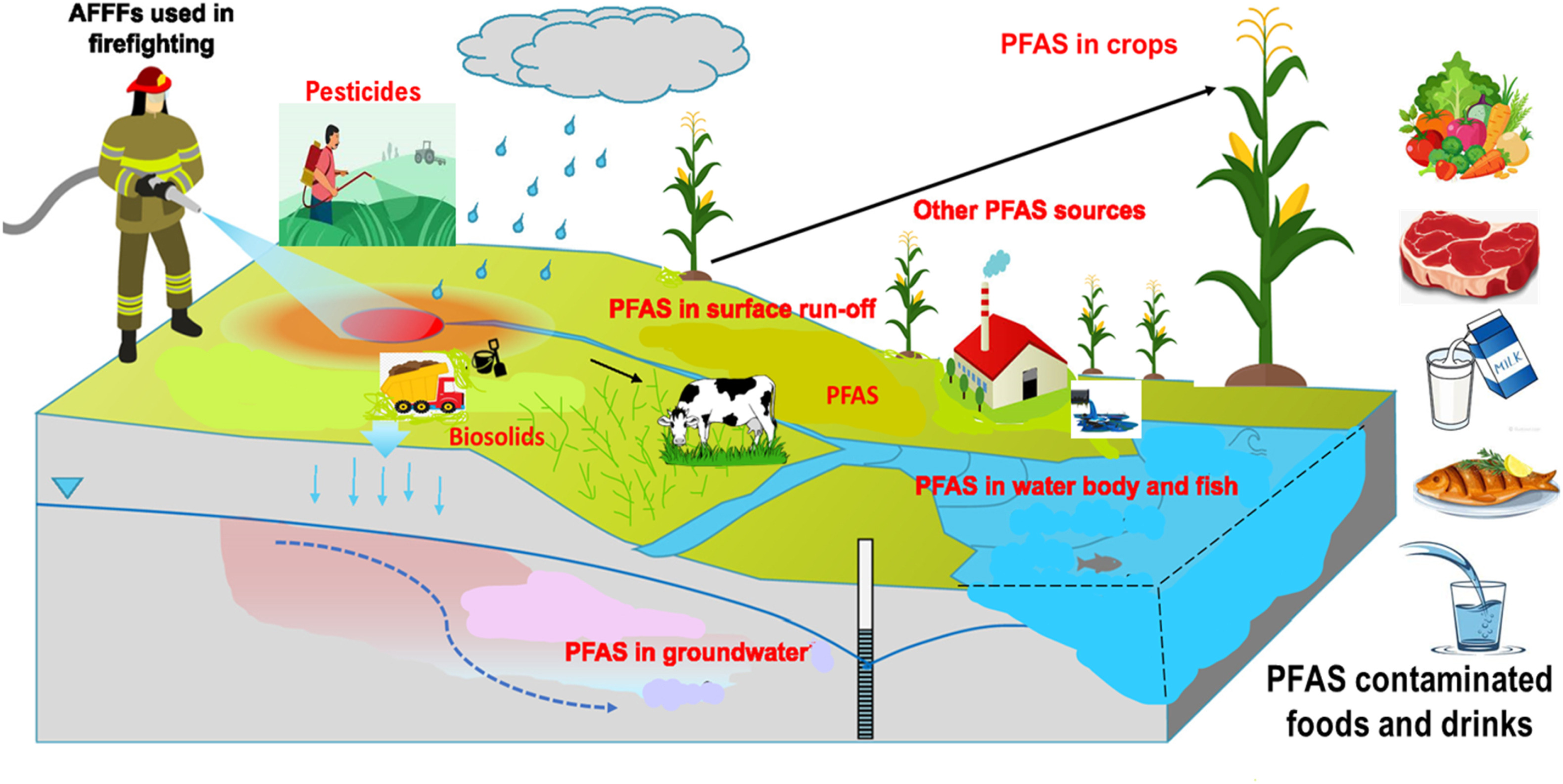 Diagram showing PFAS contamination pathway from common household and industrial products through soil and water to crops, cattle, wildlife, contaminated food, and adverse human health outcomes.